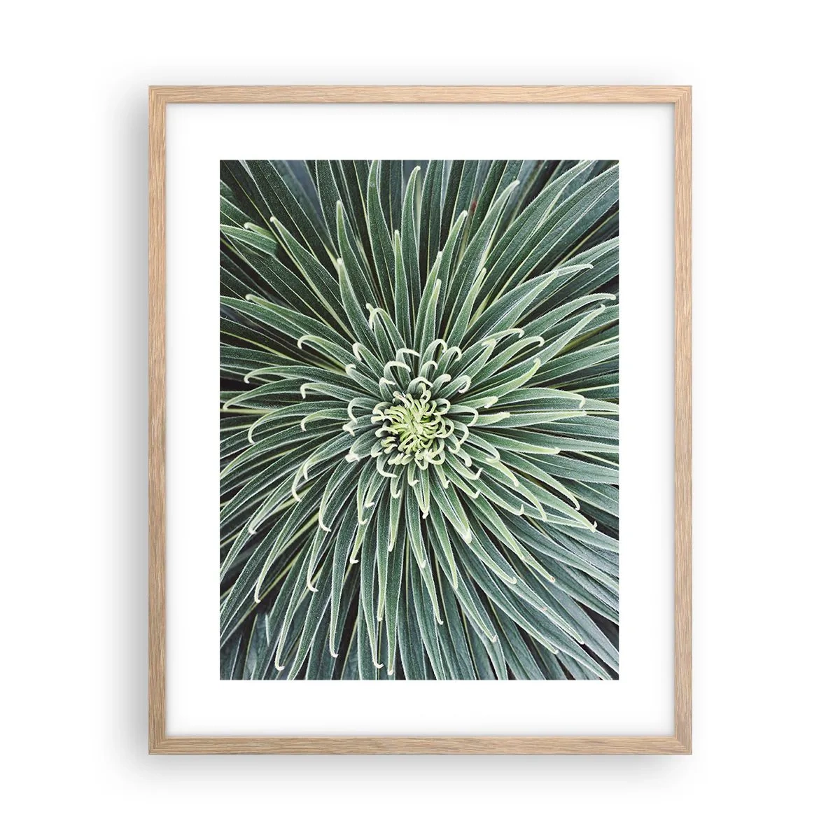 Plakat i ramme af lyst egetræ - En stjernes fødsel - 40x50 cm