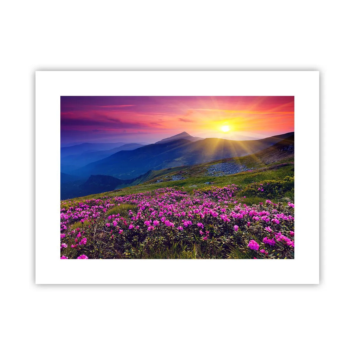 Plakat - ... Og rundt omkring dufter det af fyrretræer og krydderurter - 40x30 cm