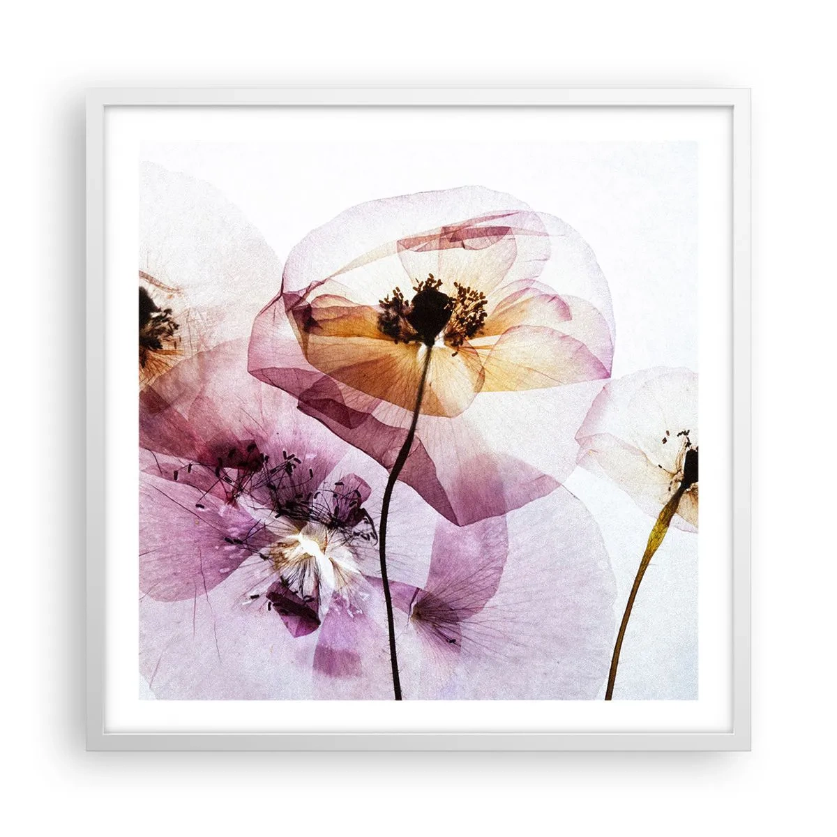 Plakat i hvid ramme - Blomsterlegeme dias - 60x60 cm