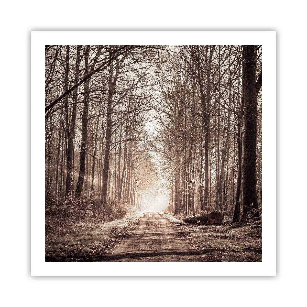Plakat - Skovkatedralen - 60x60 cm