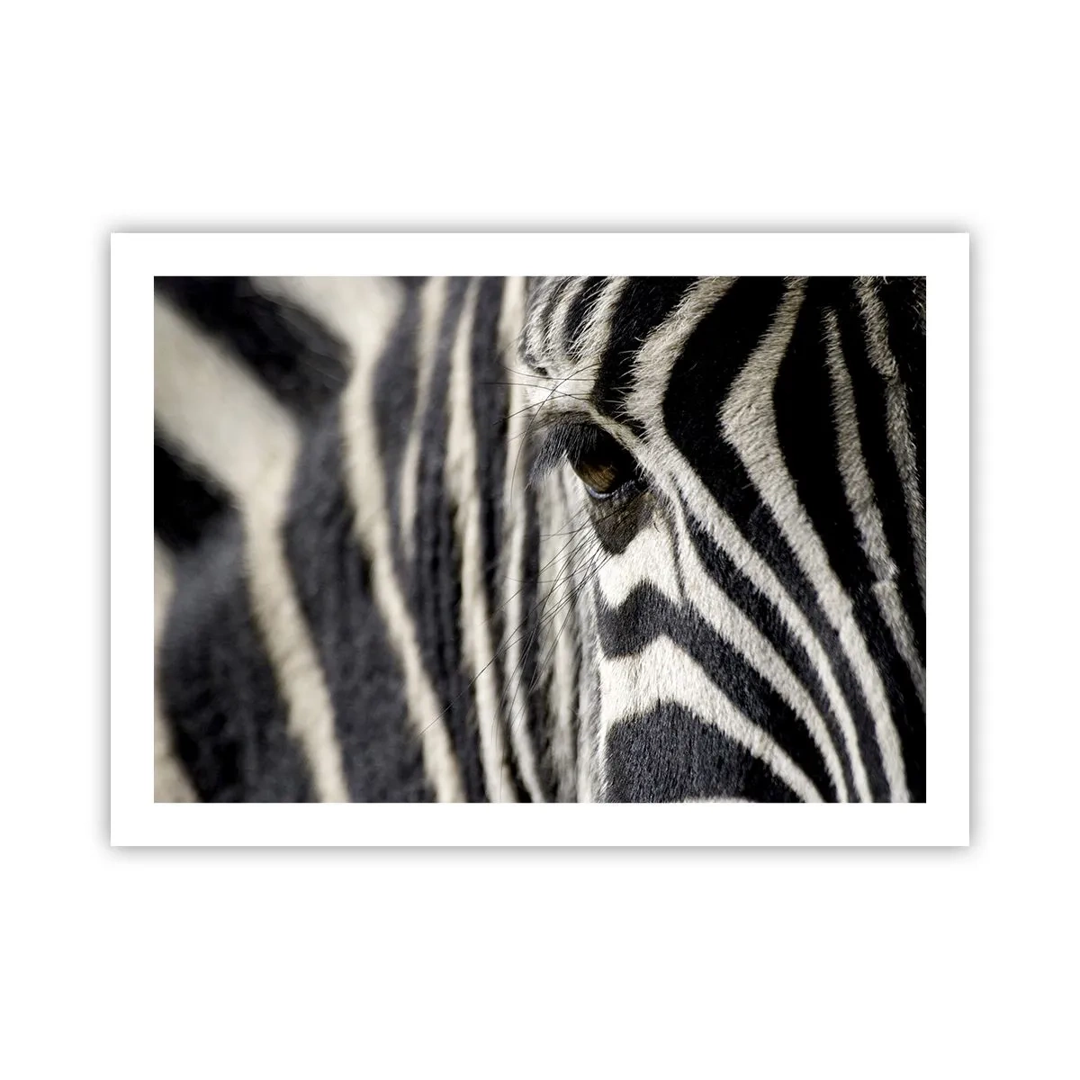 Plakat - Stribet portræt - 70x50 cm