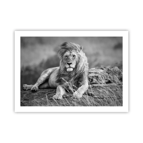 Plakat - Kongelig siesta - 70x50 cm