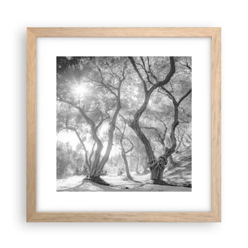 Plakat i ramme af lyst egetræ - I en olivenlund - 30x30 cm