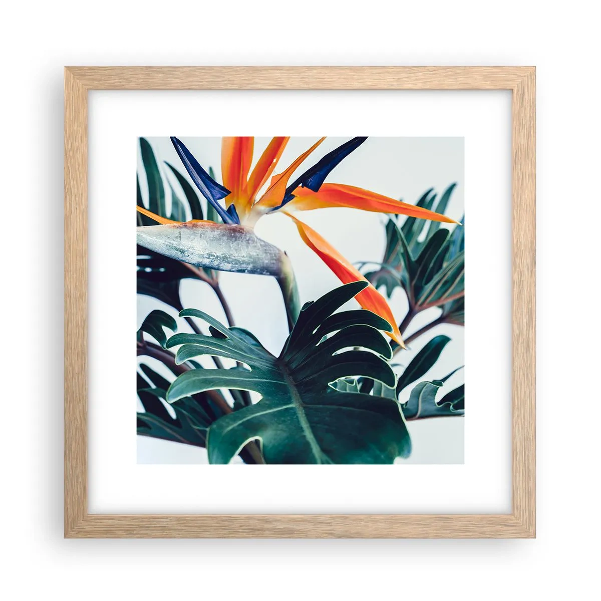 Plakat i ramme af lyst egetræ - Fuglebur - 30x30 cm