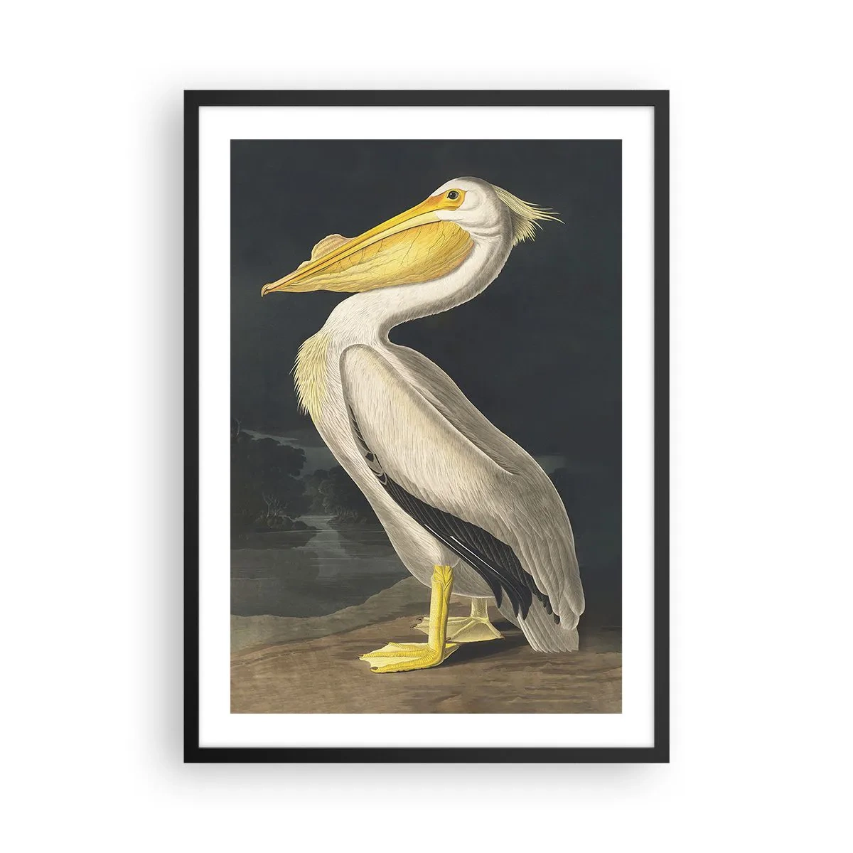 Plakat i sort ramme - Pelikan i en klassisk illustration på en mørk baggrund - 50x70cm - Fuld af stolthed - Moderne vægdekoration til stue og soveværelse ARTTOR