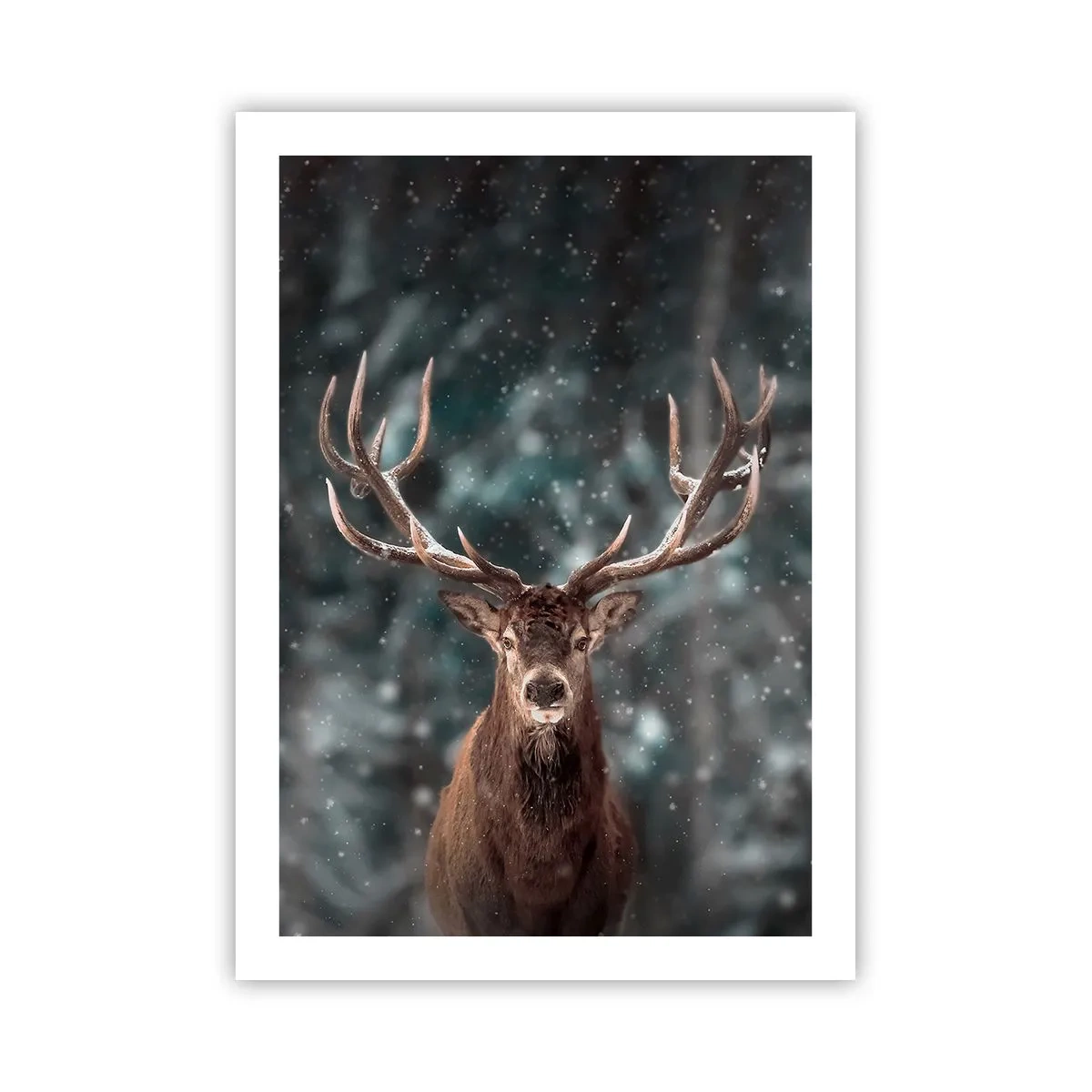 Plakat - Skovens konge kronet - 50x70 cm