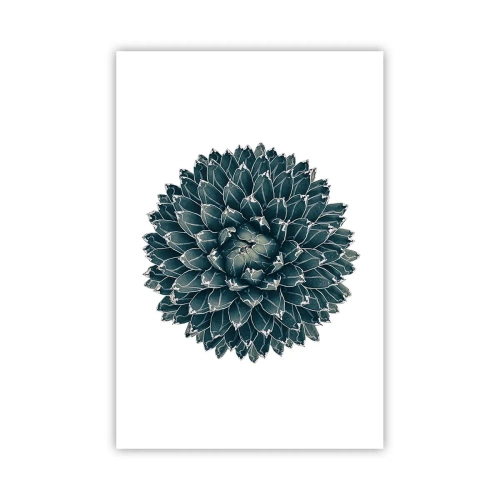 Plakat - Ørkenstjerne - 61x91 cm