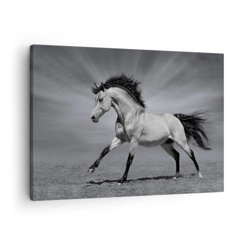 Lærredstryk - Billede på lærred - En sort og hvid hest i en dynamisk positur i ørkenen. - 70x50cm - Født til glæde - Moderne vægdekoration til stue og soveværelse ARTTOR