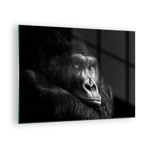 Billede på glas - Sort-hvidt portræt af en gorilla i skyggen af et vindue - 70x50cm - Og hvad kigger du på? - Moderne vægdekoration til stue og soveværelse ARTTOR