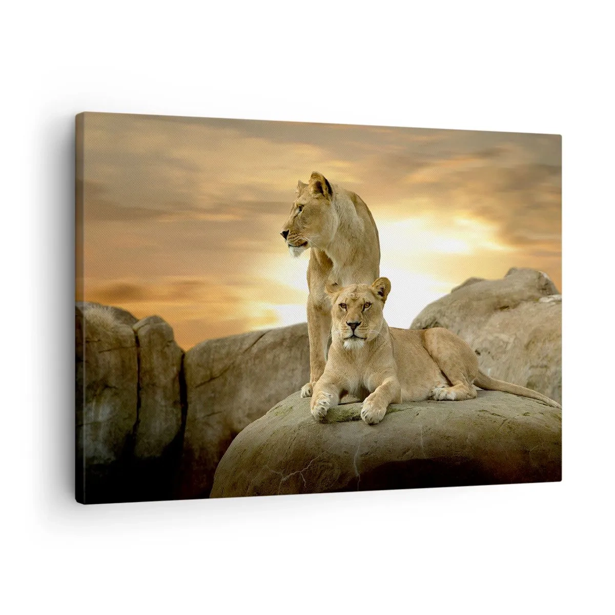 Lærredstryk - Billede på lærred - To løvinder hviler på en klippe under solnedgang - 70x50cm - Kongelig majestæt - Moderne vægdekoration til stue og soveværelse ARTTOR