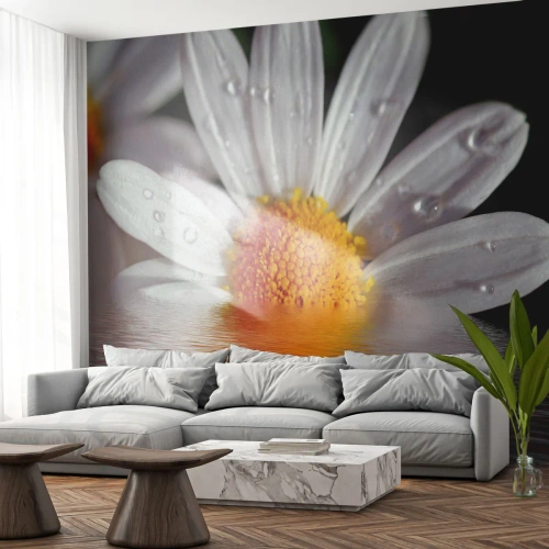 Fototapet Premium Sand - Den opgående sol på margaret - Blomst, Kamille, Natur - 500x350 cm