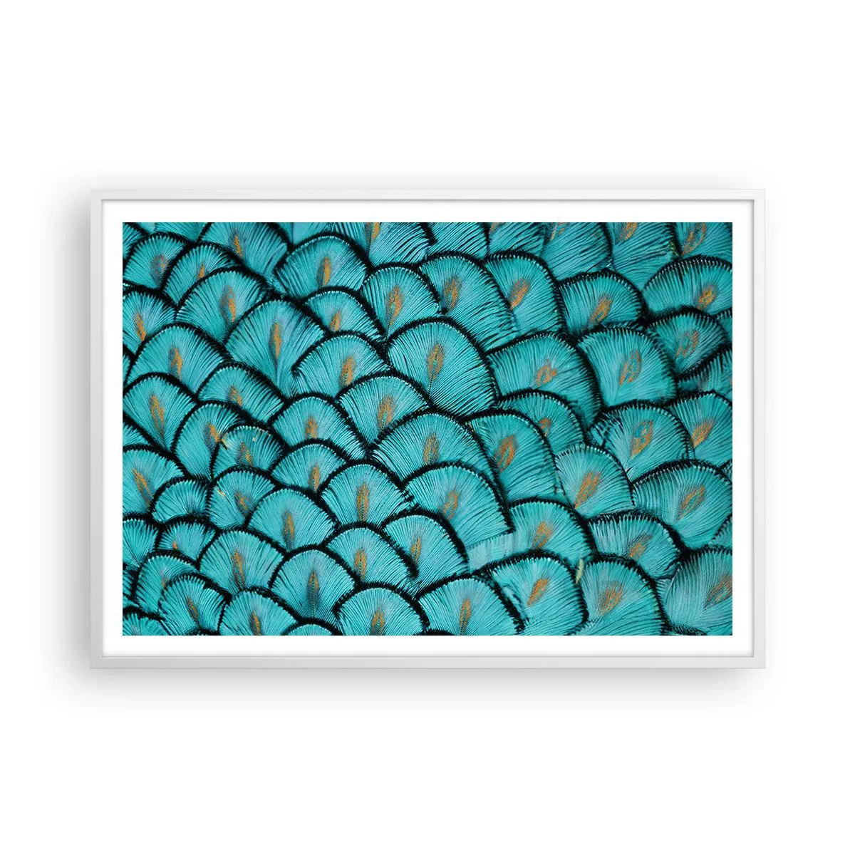 Plakat i hvid ramme - Den store fjer-galla - 100x70 cm