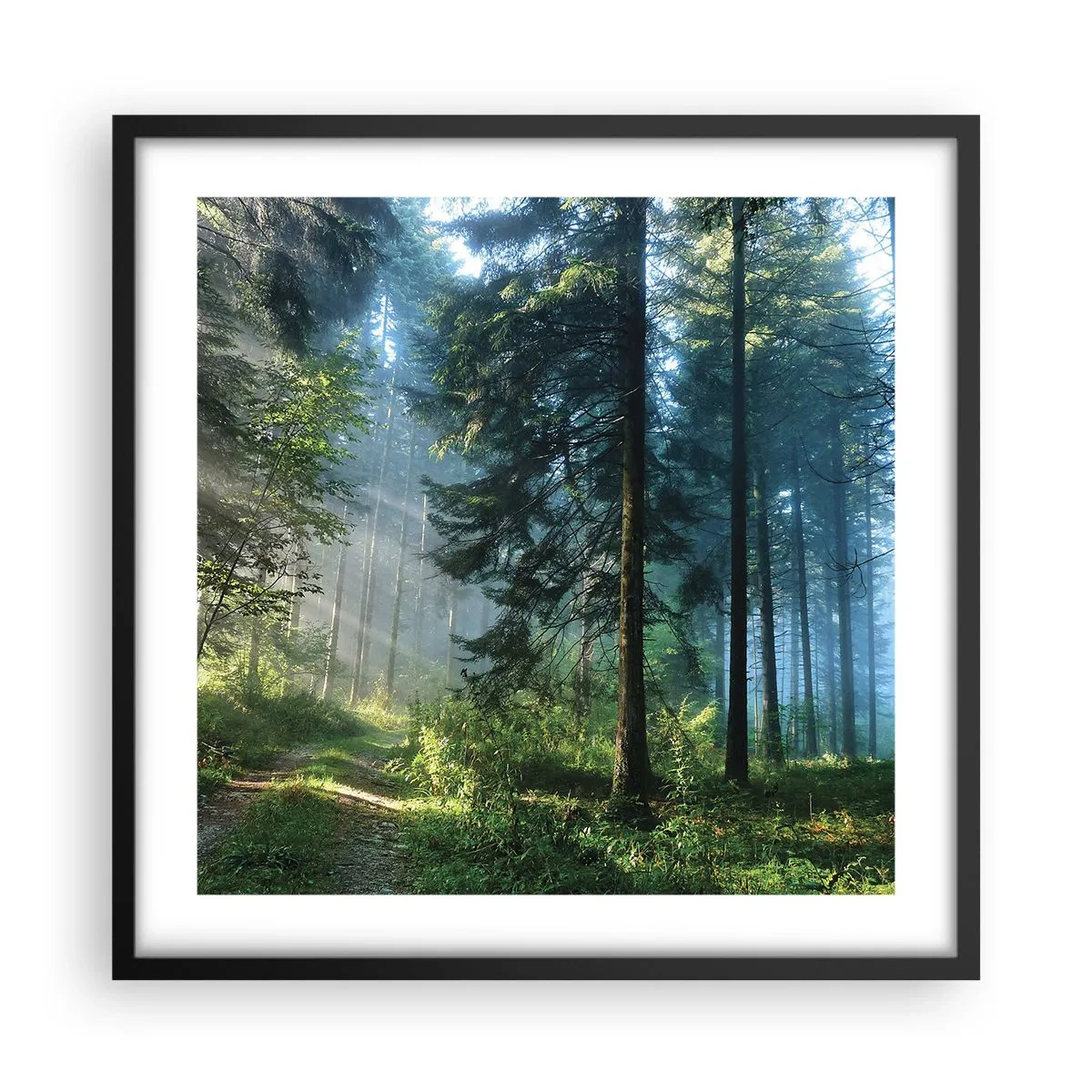 Plakat i sort ramme - Strålende om morgenen - 50x50 cm