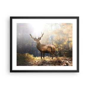 Plakat i sort ramme - I fuld majestæt - 50x40 cm