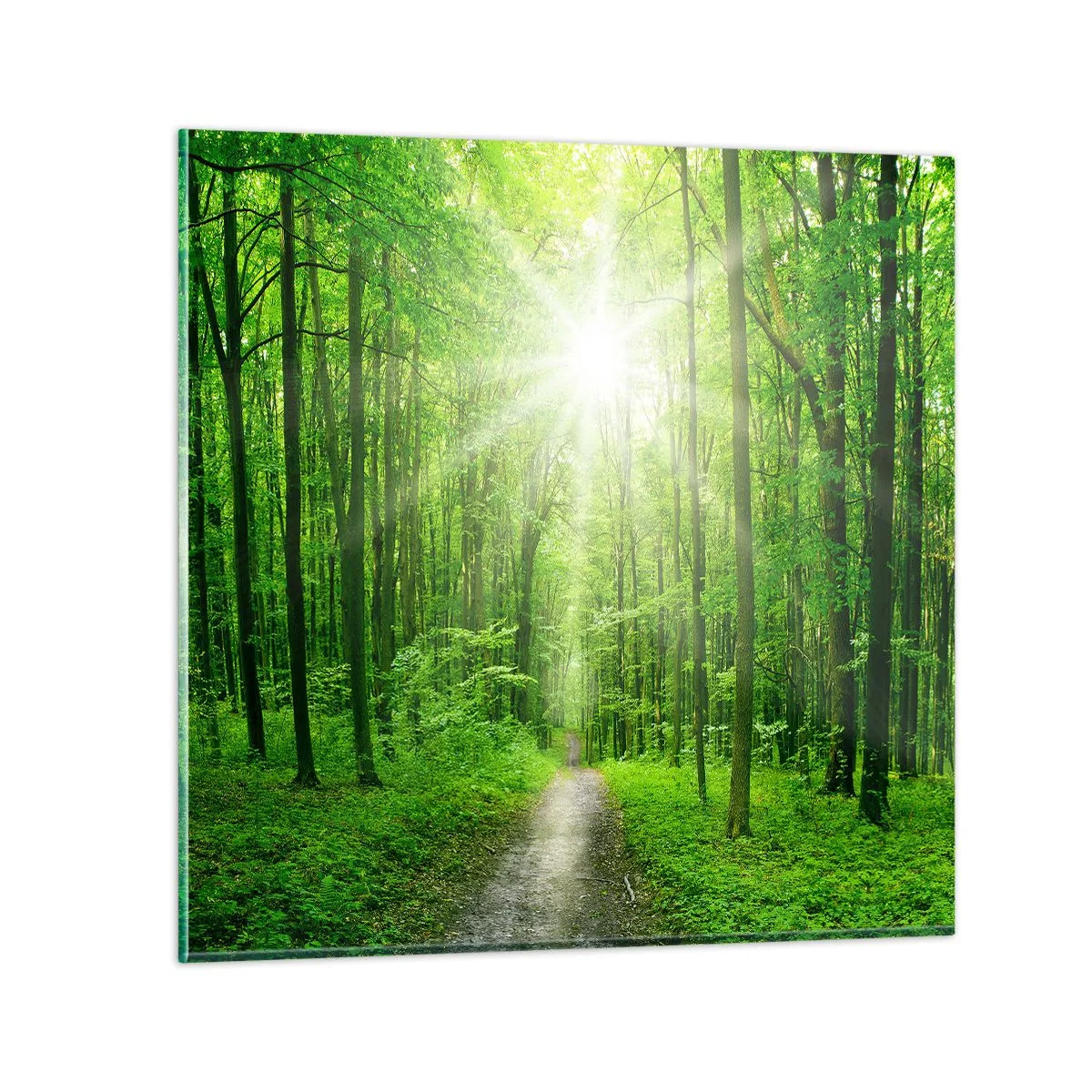 Billede på glas - Grøn katedral - 60x60 cm