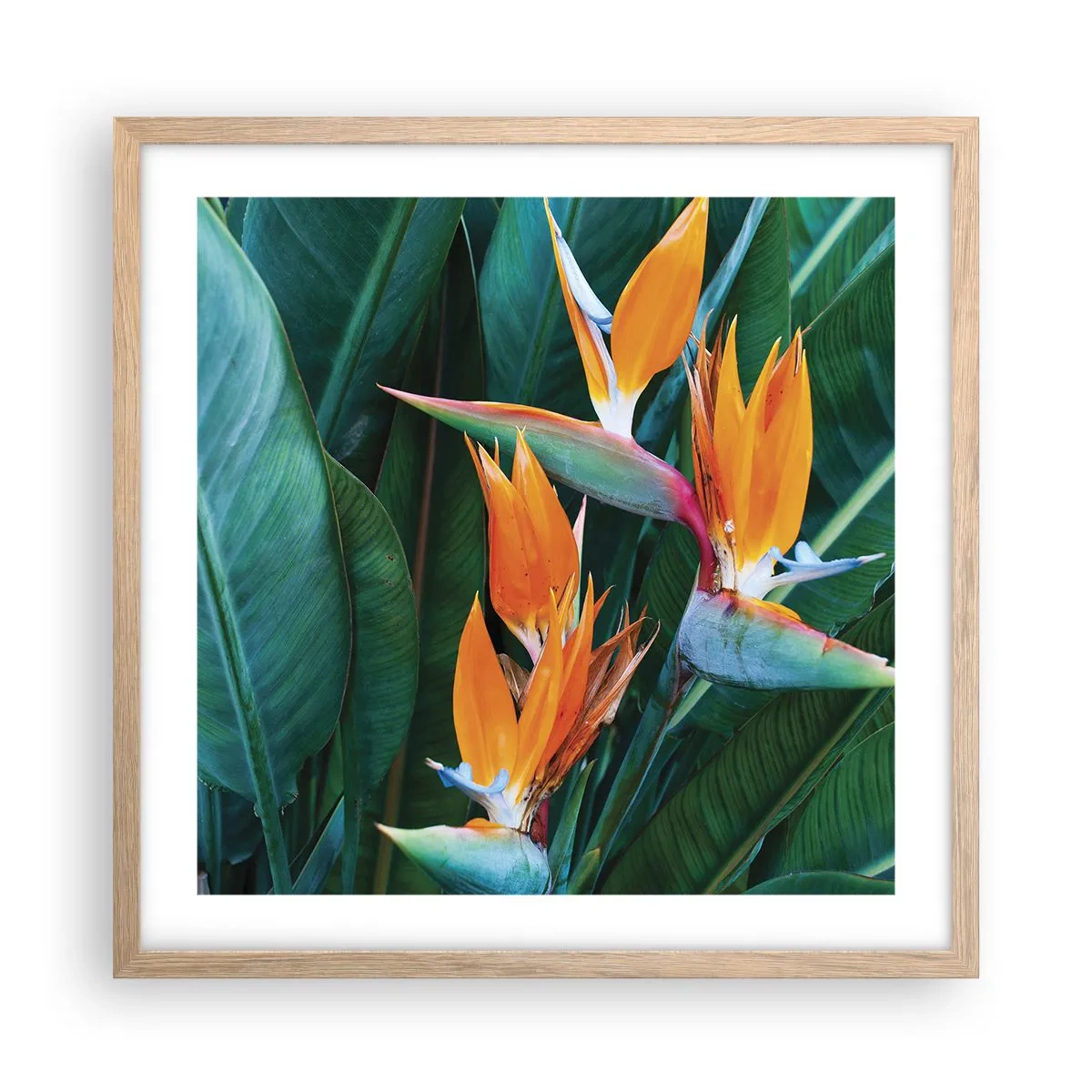 Plakat i ramme af lyst egetræ - Er det en blomst eller er det en fugl? - 50x50 cm