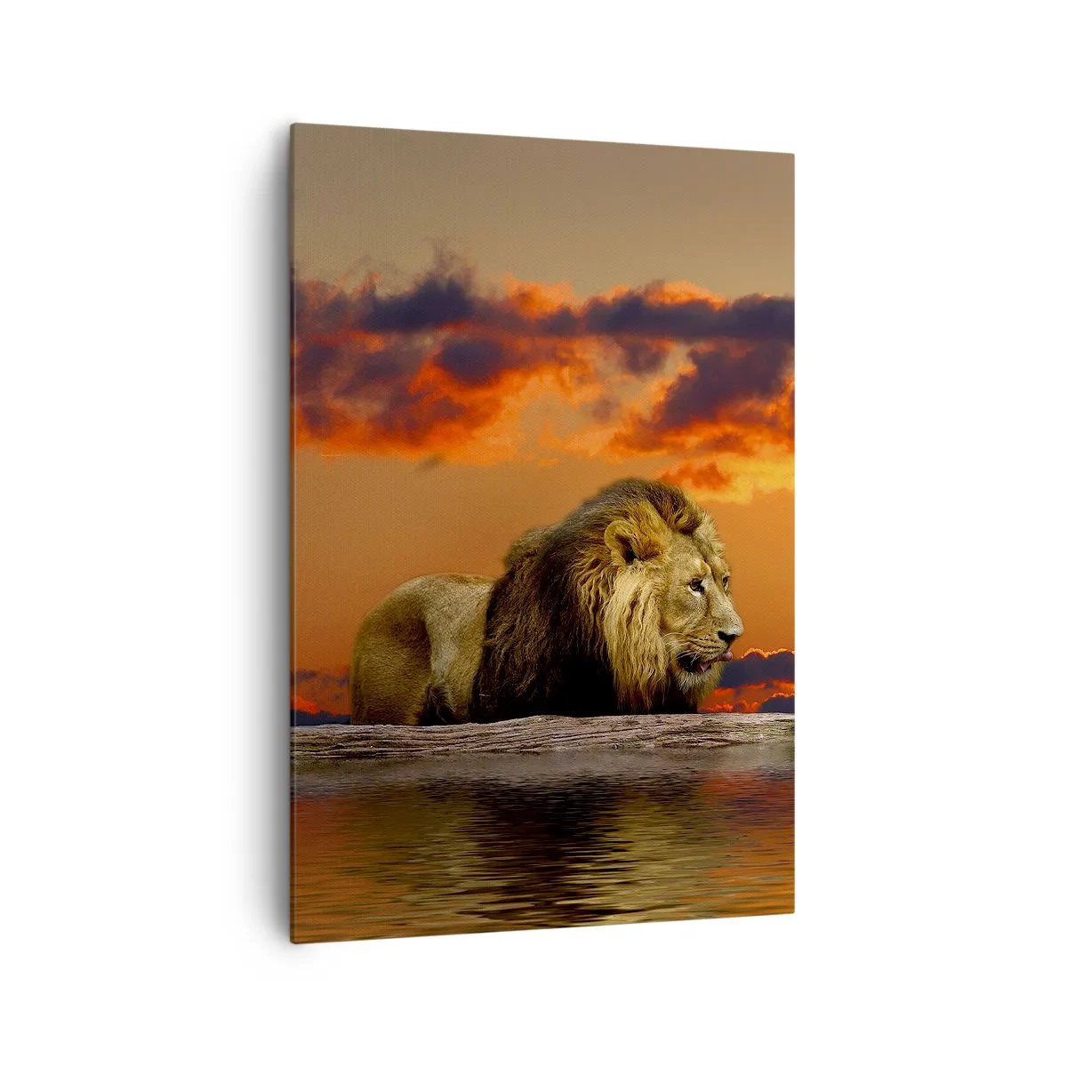 Lærredstryk - Billede på lærred - Naturens konge - 70x100 cm