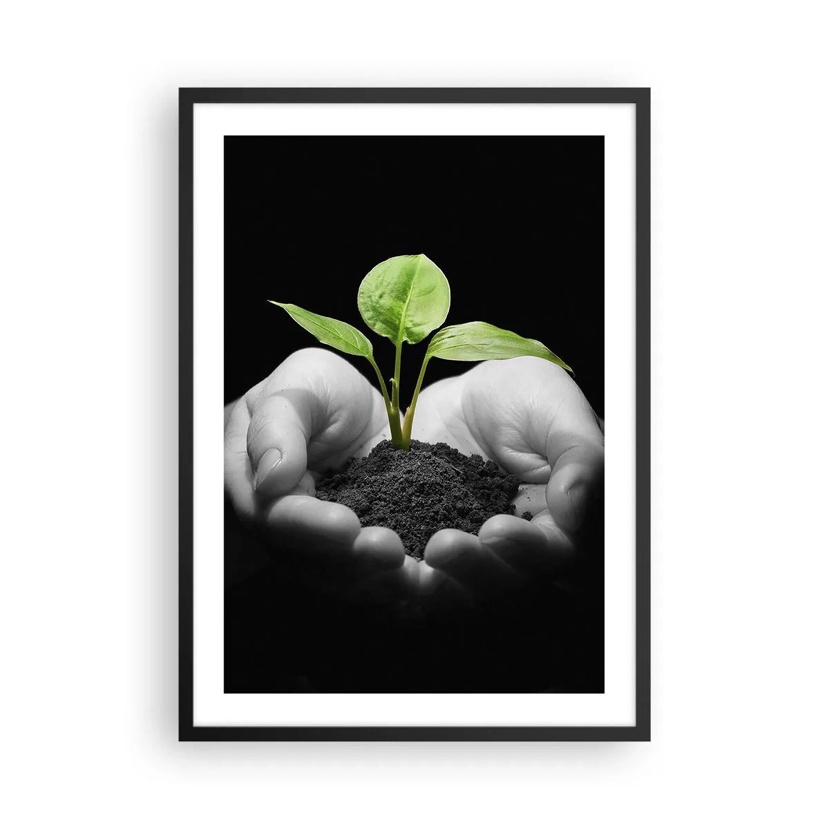 Plakat i sort ramme - En plante i hænderne, der symboliserer liv og natur - 50x70cm - Jeg elsker naturen, jeg beskytter den - Moderne vægdekoration til stue og soveværelse ARTTOR