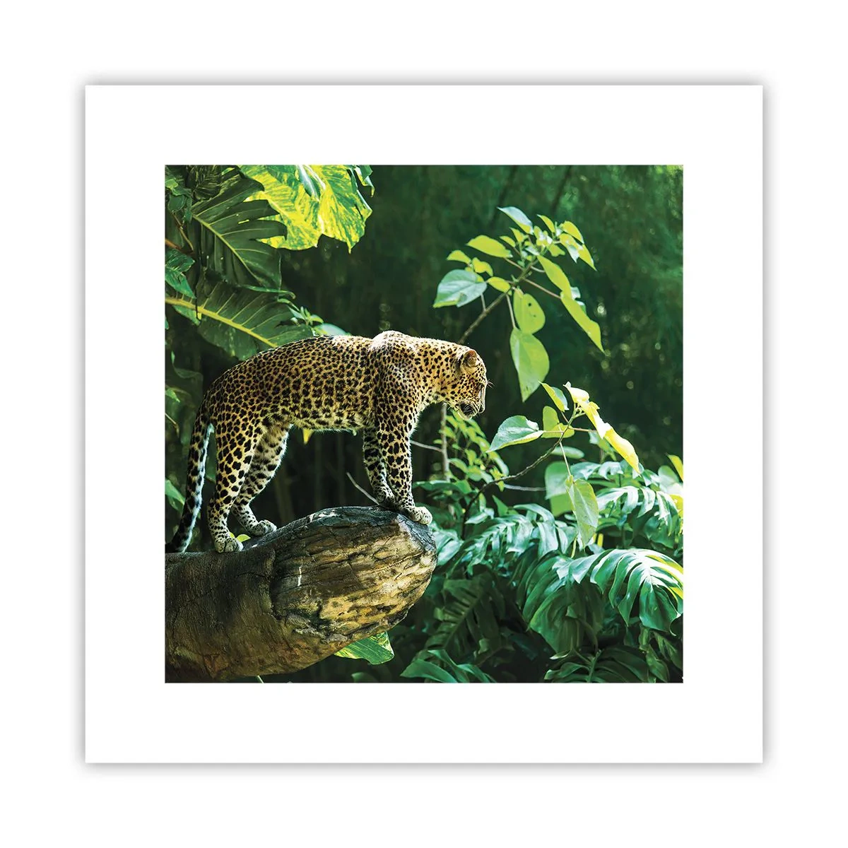 Plakat - Til jagt? - 30x30 cm