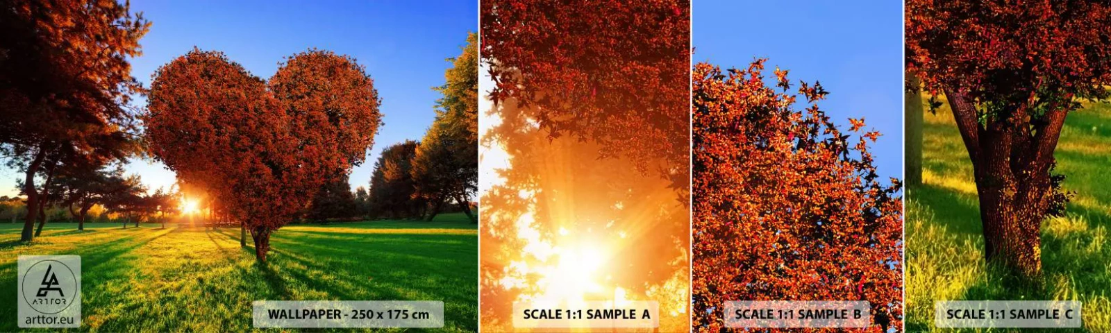 Fototapet Prøve Standard Eco - Og hvordan man ikke kan elske efteråret - Landskab, Træ, Solens stråler - 100x30 cm