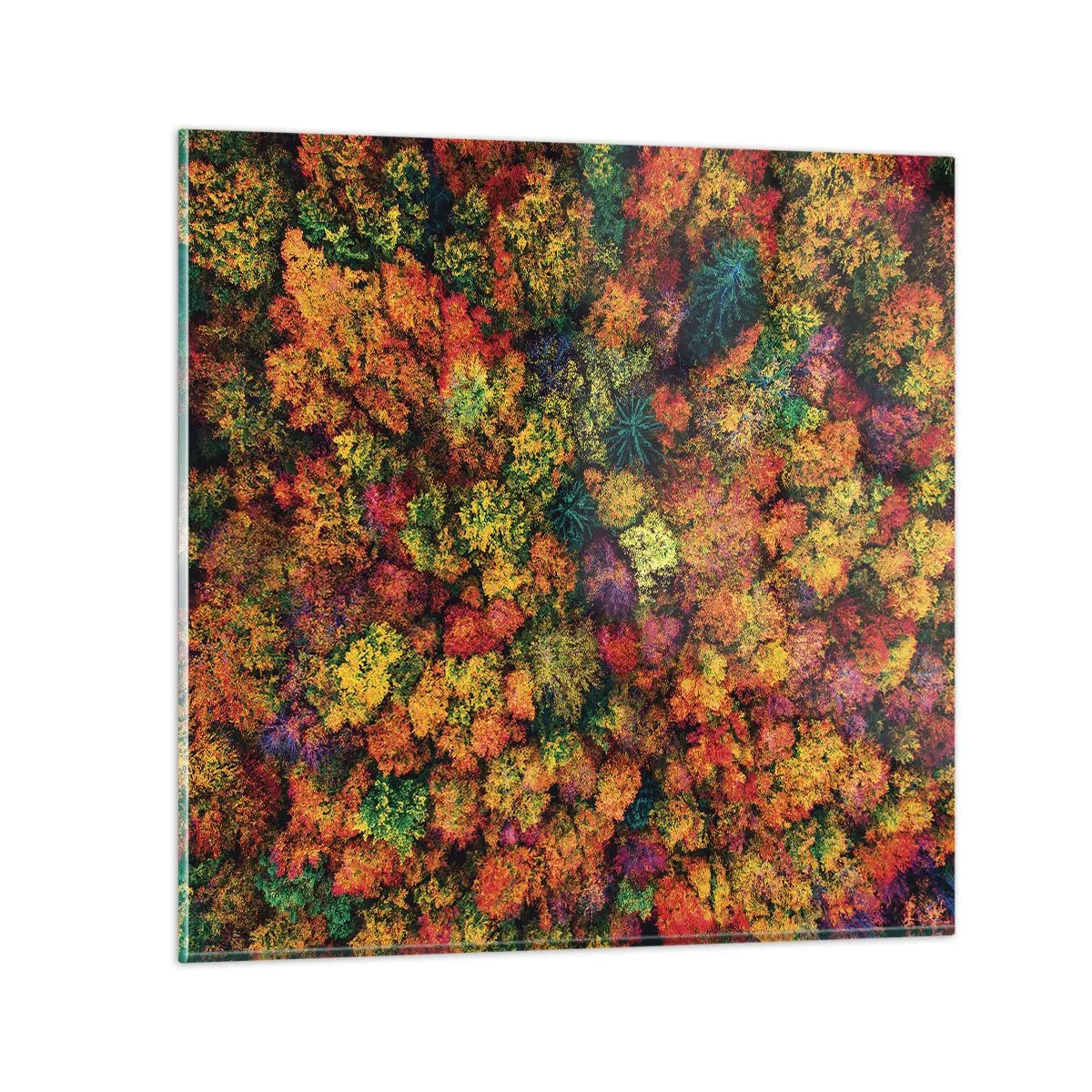 Billede på glas - Buket af efterårstræer - 70x70 cm