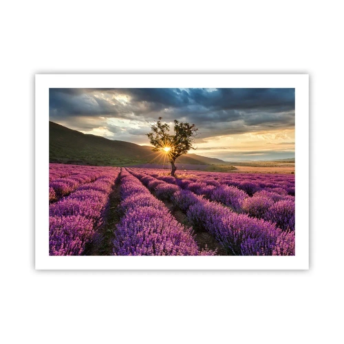 Plakat - Lilla aroma - 70x50 cm