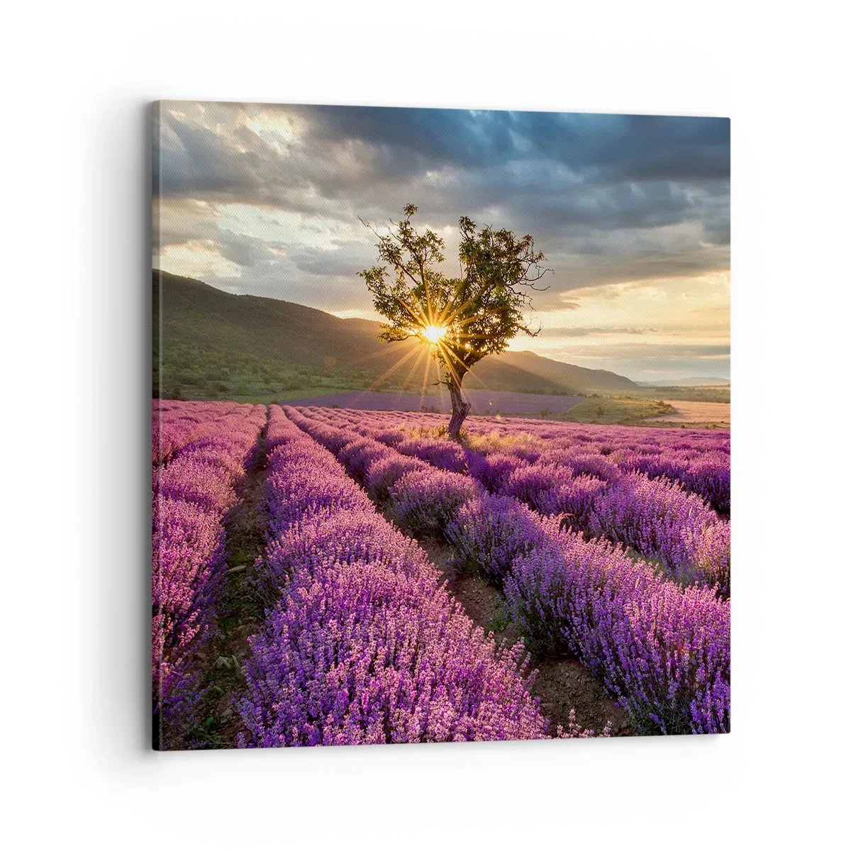 Lærredstryk - Billede på lærred - Lilla aroma - 70x70 cm