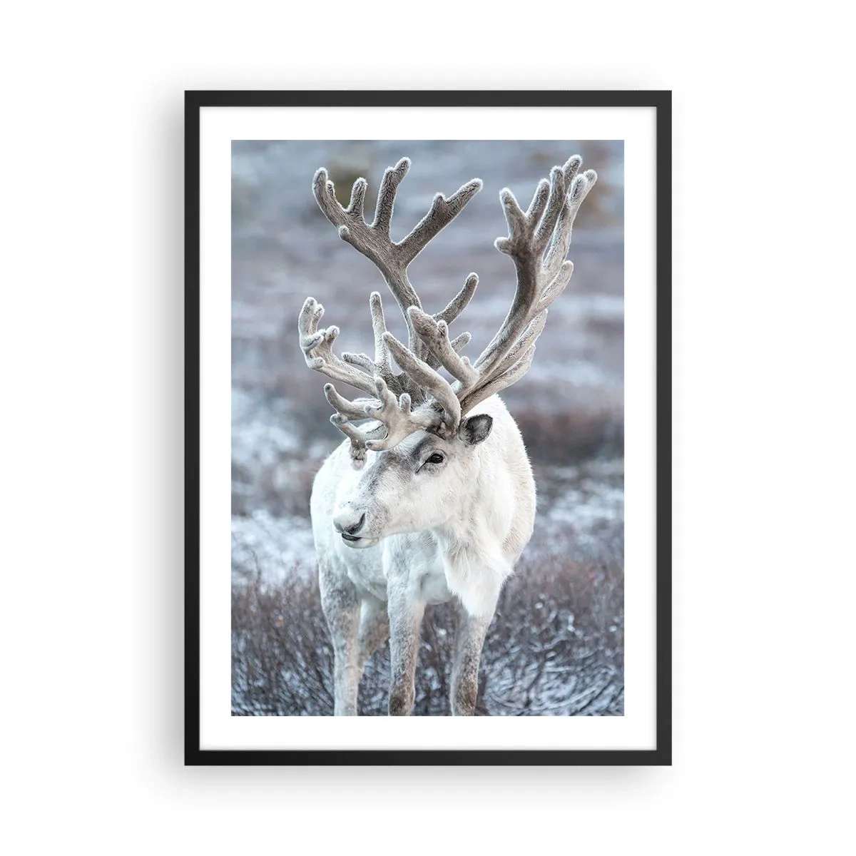 Plakat i sort ramme - Hvide rensdyr i et vinterlandskab - 50x70cm - Portræt i solen - Moderne vægdekoration til stue og soveværelse ARTTOR