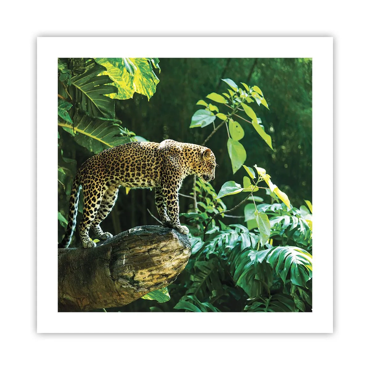 Plakat - Til jagt? - 50x50 cm