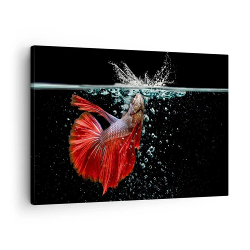 Lærredstryk - Billede på lærred - En storslået betta i vandet mod en mørk baggrund - 70x50cm - Du har tre ønsker - Moderne vægdekoration til stue og soveværelse ARTTOR