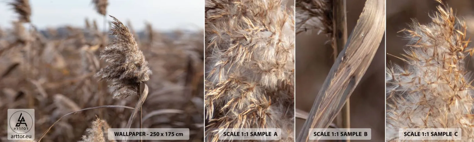 Prøve Fototapet Selvklæbende Deluxe Sticker - Tid til at flyve væk med vinden - Eng, Pampas græs, Natur - 100x30 cm