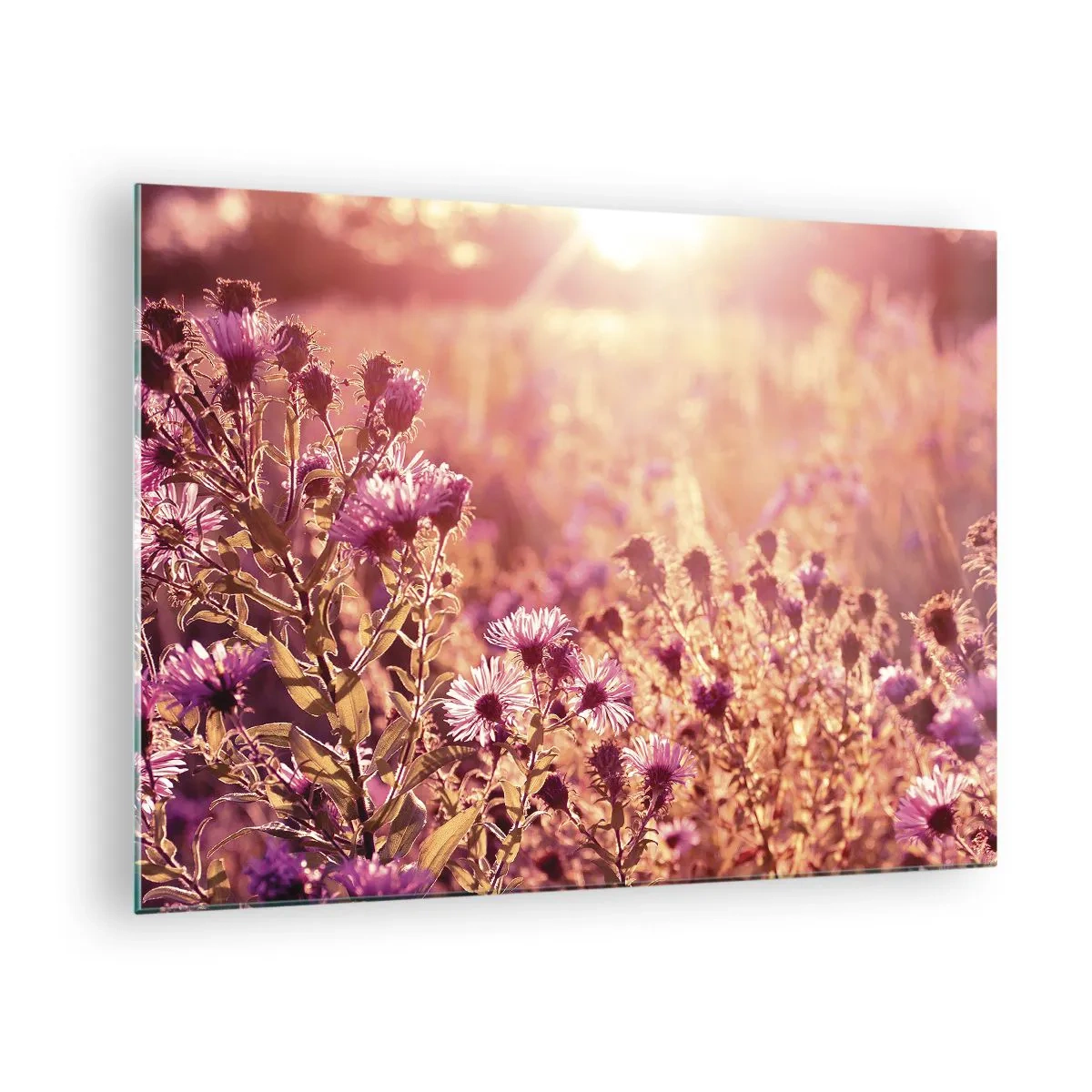 Billede på glas - Lilla blomster på engen i lyset af den nedgående sol - 70x50cm - Før sommeren er forbi - Moderne vægdekoration til stue og soveværelse ARTTOR