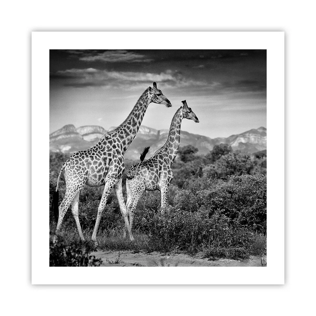 Plakat - Afrikas overklasse - 50x50 cm