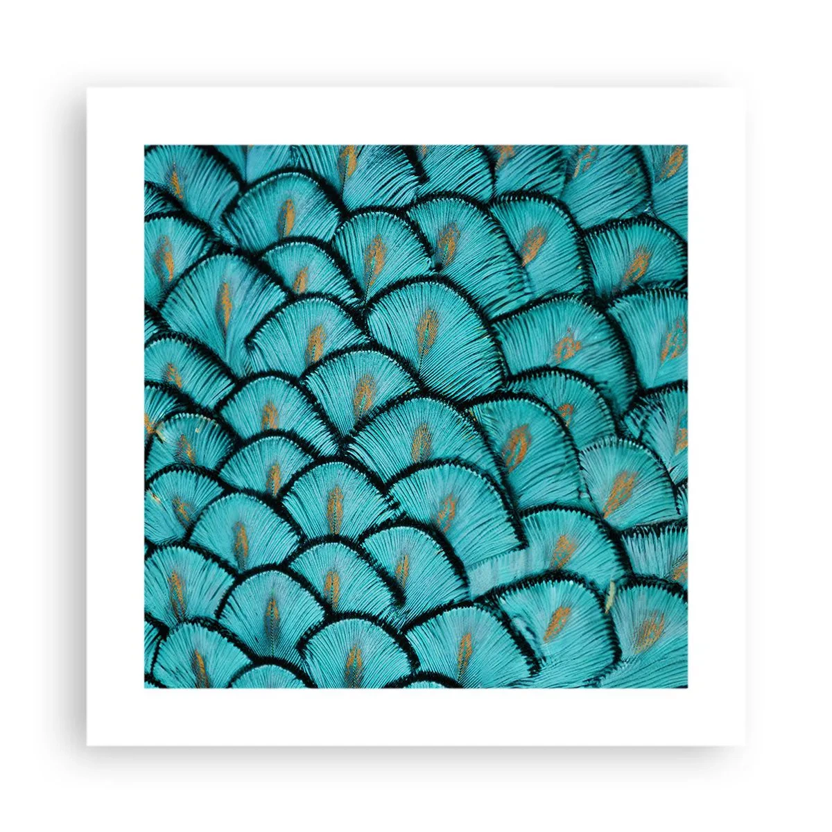 Plakat - Den store fjer-galla - 40x40 cm