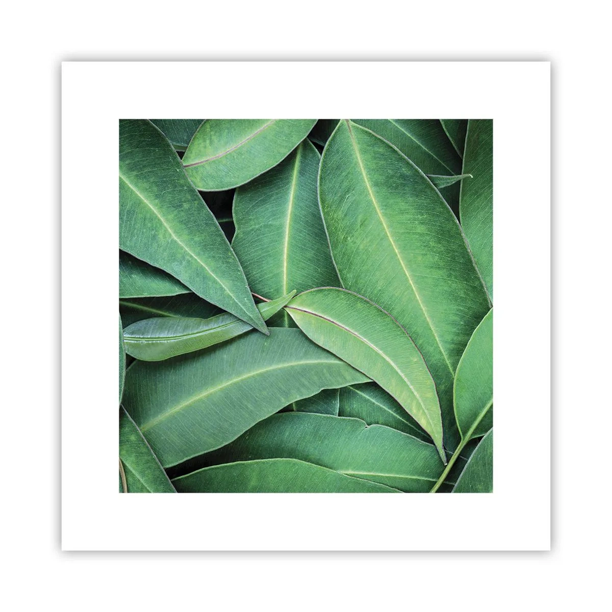 Plakat - Saftig og frisk - 30x30 cm