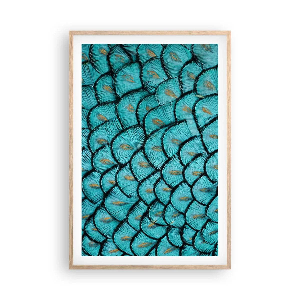 Plakat i ramme af lyst egetræ - Den store fjer-galla - 61x91 cm