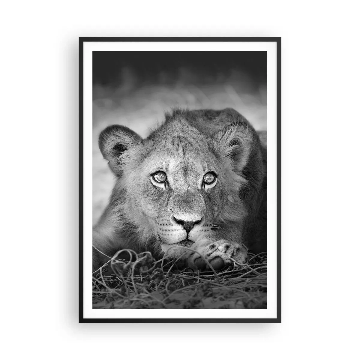 Plakat i sort ramme - Kongelig hvalp - 70x100 cm