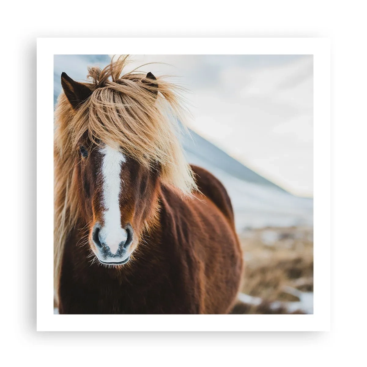 Plakat - Kan du mærke friheden? - 60x60 cm