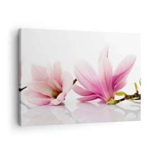 Lærredstryk - Billede på lærred - Delikate lyserøde magnolier på en hvid baggrund - 70x50cm - Blød som et åndedrag af forår - Moderne vægdekoration til stue og soveværelse ARTTOR