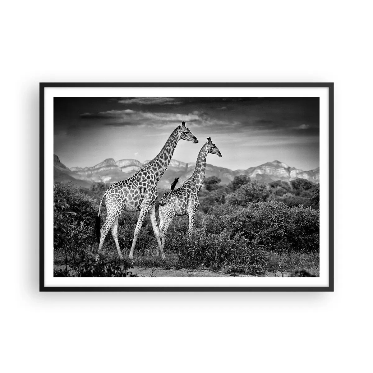 Plakat i sort ramme - Afrikas overklasse - 100x70 cm