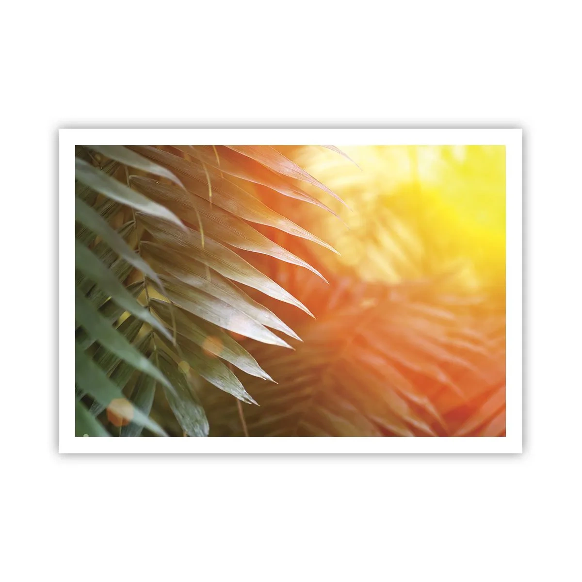 Plakat - Morgen i junglen - 100x70 cm