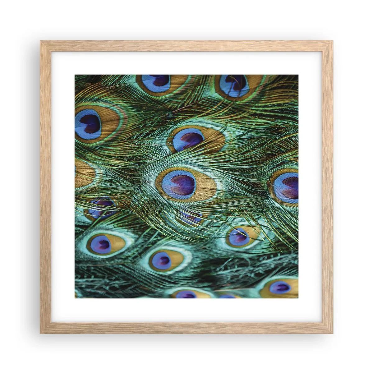 Plakat i ramme af lyst egetræ - En påfugls blik - 40x40 cm