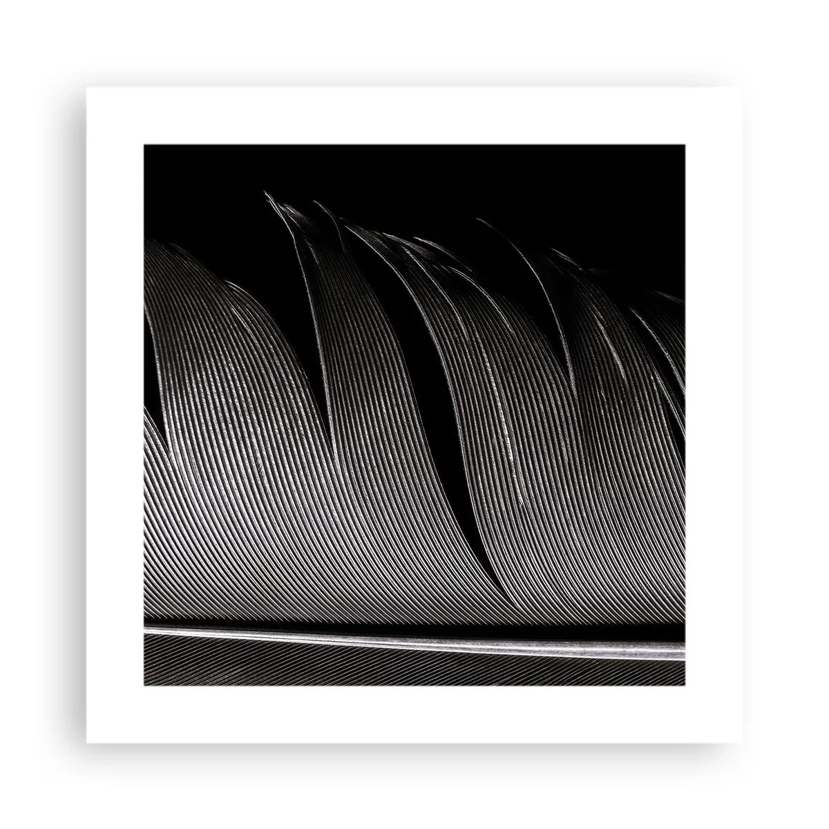 Plakat - Fjer - en vidunderlig konstruktion - 40x40 cm