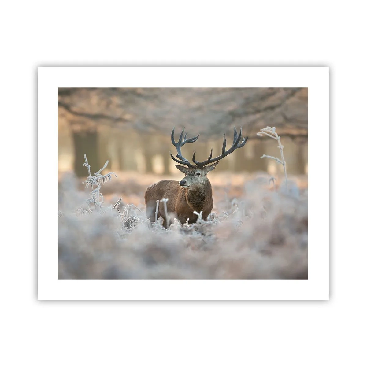 Plakat - En frisk morgen - 50x40 cm