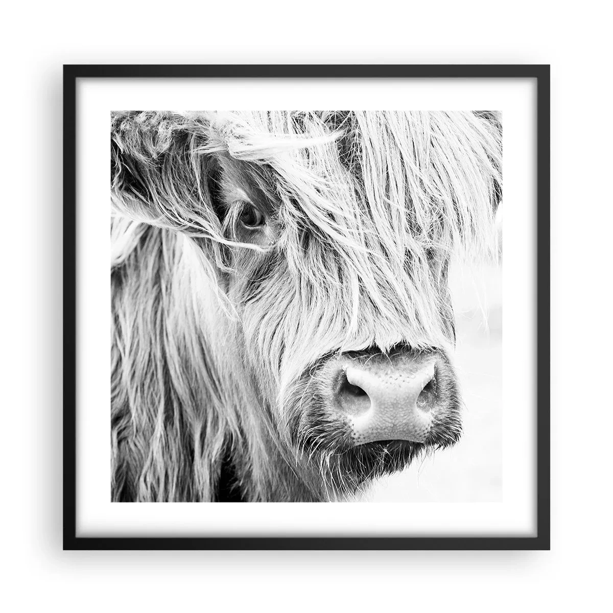 Plakat i sort ramme - Skotsk vildmark - 50x50 cm