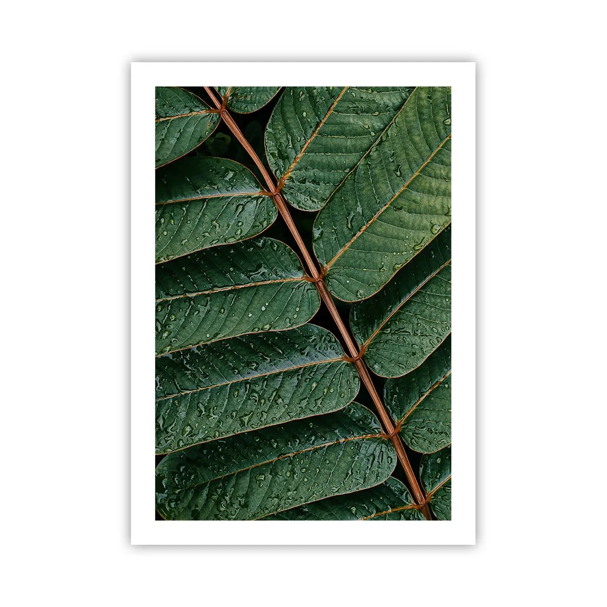 Plakat - I en grøn rytme - 50x70 cm