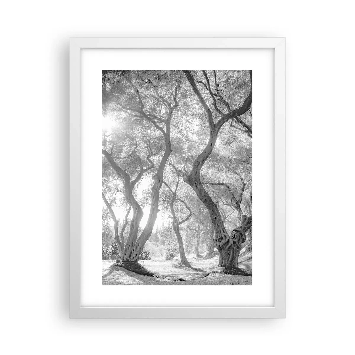 Plakat i hvid ramme - I en olivenlund - 30x40 cm
