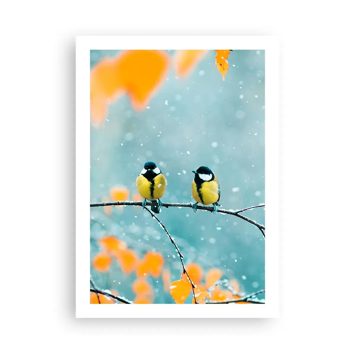Plakat - Sladder om fugle - 50x70 cm