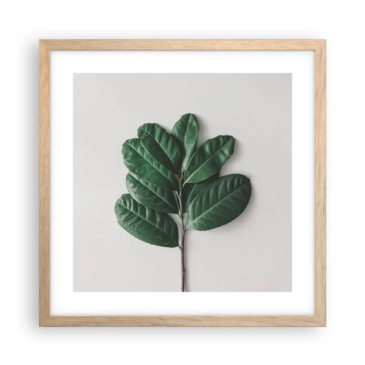 Plakat i ramme af lyst egetræ - Tegning af selve naturen - 40x40 cm