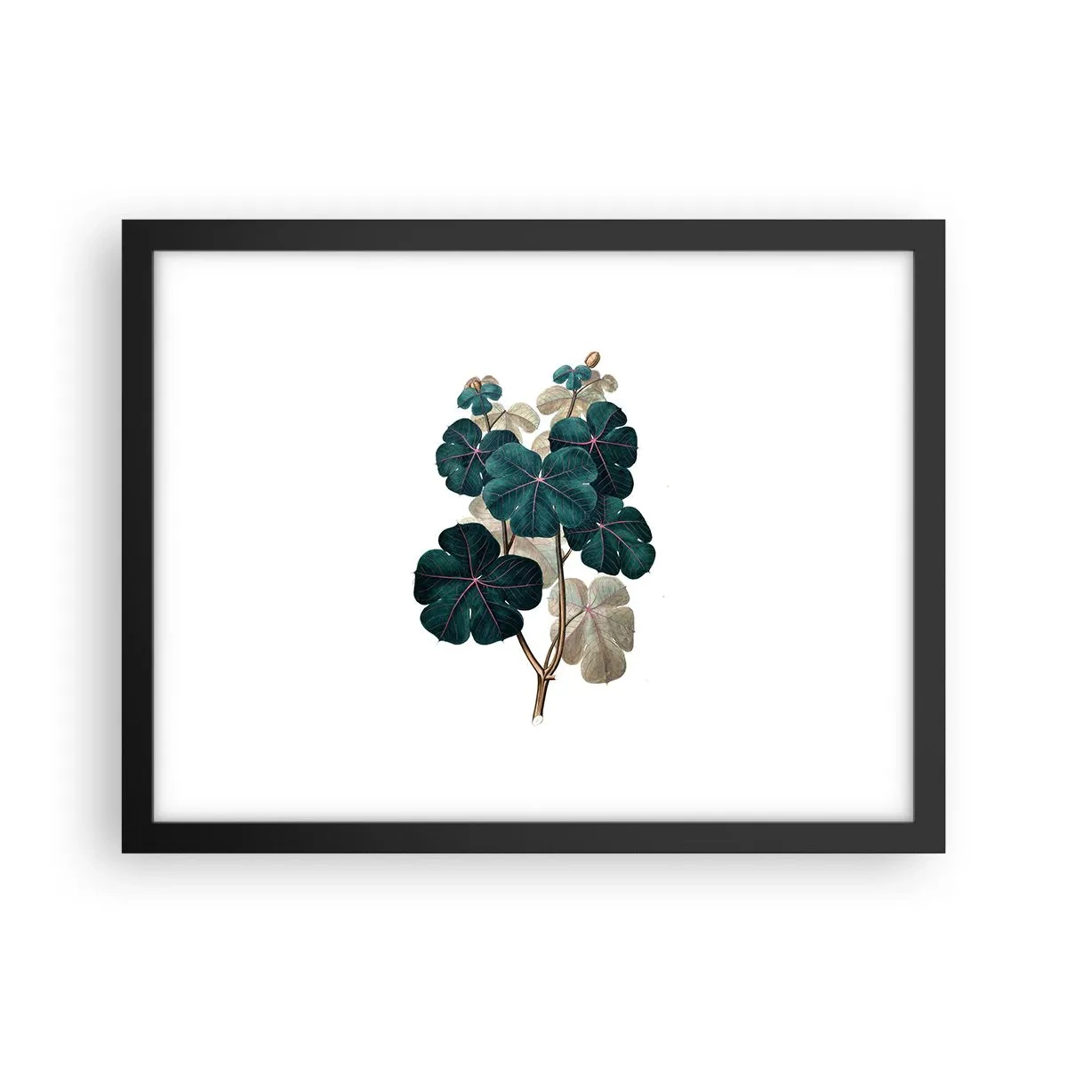 Plakat i sort ramme - Fra et gammelt herbarium - 40x30 cm